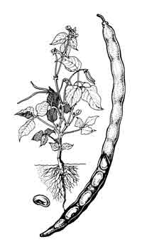 Black Eye Pea drawing