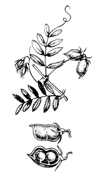 Lentil drawing
